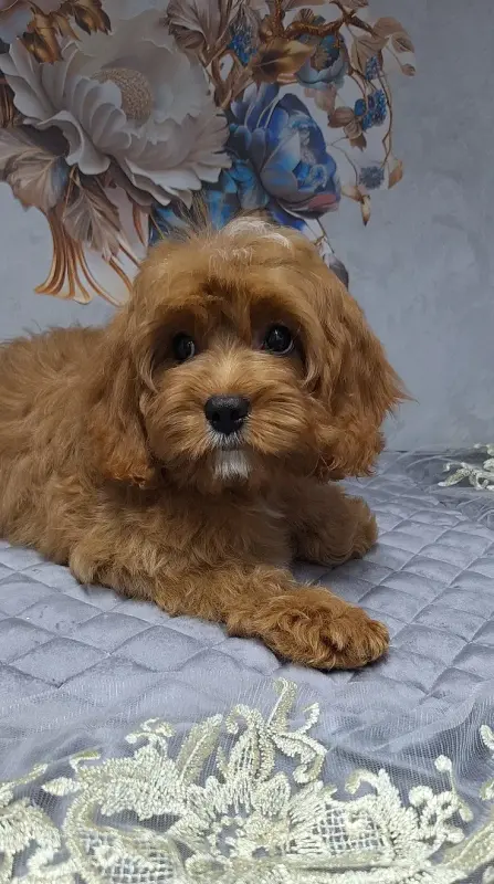 Собаки - Кавапу щенки - Вся Беларусь - Фото 6 Кавапу щенки - Вся Беларусь - 229587 - Доска объявлений Kupika.by - Фото 6