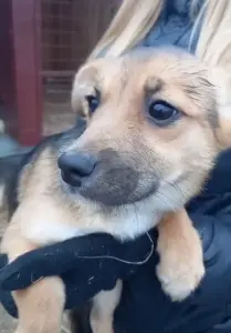 Щеночек ищет дом