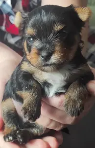 Щенки Йорк мини