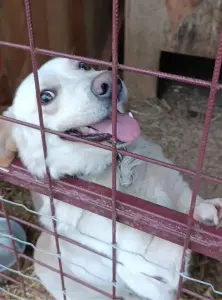 Щенки в поиске домов