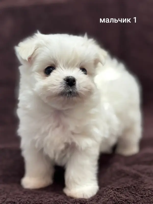 Щенки мальтезе