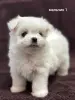 Собаки - Щенки мальтезе - Вся Беларусь Щенки мальтезе - Вся Беларусь - 229458 - Доска объявлений Kupika.by