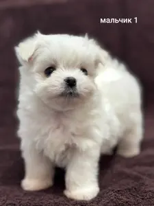 Щенки мальтезе