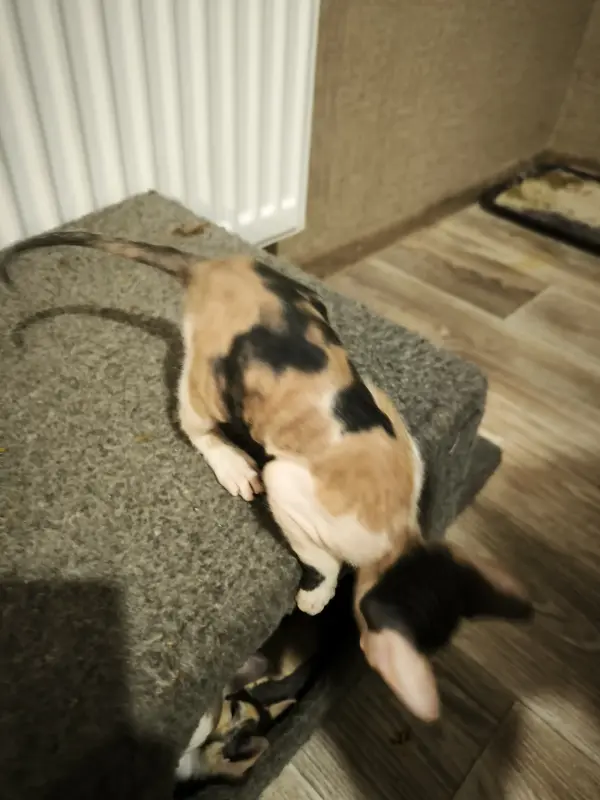 Канадский сфинкс