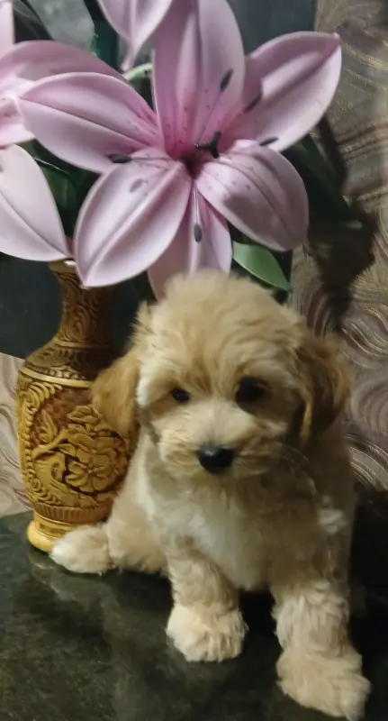 Собаки - Мальтипу F1 - Вся Беларусь - Фото 3 Мальтипу F1 - Вся Беларусь - 229608 - Доска объявлений Kupika.by - Фото 3