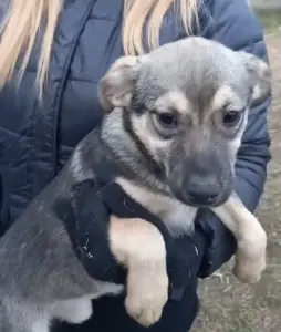 Щенки в поиске дома