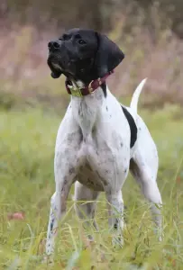 Щенки Английского пойнтера
