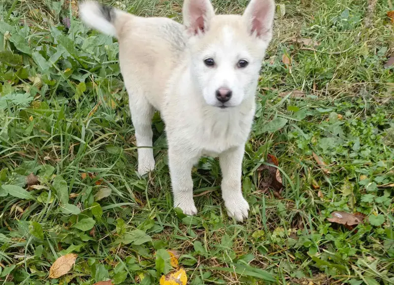 Щенки - Вся Беларусь - 231020 - Доска объявлений Kupika.by - Фото 9