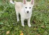 Щенки - Вся Беларусь - 231020 - Доска объявлений Kupika.by - Фото 9