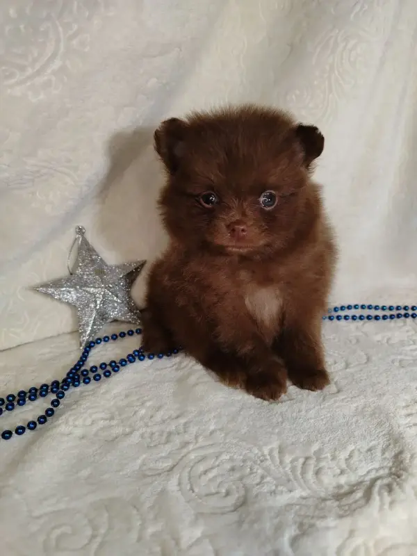 Померанские шпицы мини: шоколадный и мерле. - Вся Беларусь - 231066 - Доска объявлений Kupika.by - Фото 4
