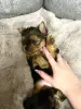 Щенок Йоркширского терьера - Вся Беларусь - 229328 - Доска объявлений Kupika.by