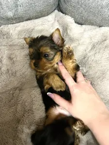 Щенок Йоркширского терьера