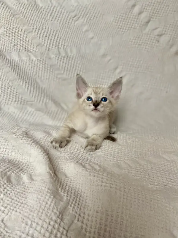 Кошки - Котята петерболд - Вся Беларусь - Фото 5 Котята петерболд - Вся Беларусь - 230095 - Доска объявлений Kupika.by - Фото 5