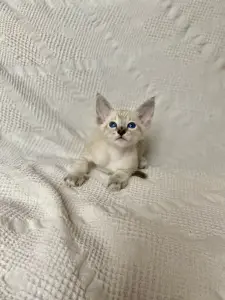 Котята петерболд