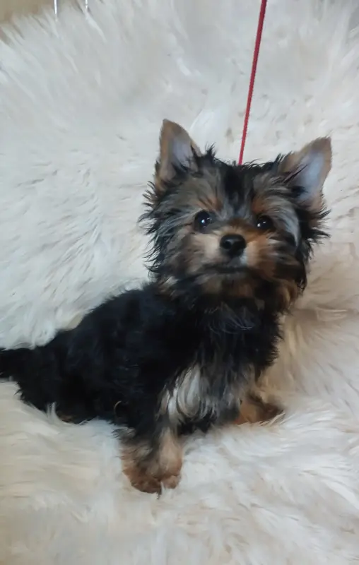 Щенок йоркширского терьера