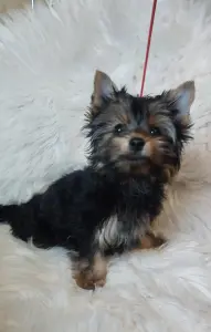 Щенок йоркширского терьера