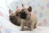 Французский бульдог - Вся Беларусь - 231324 - Доска объявлений Kupika.by