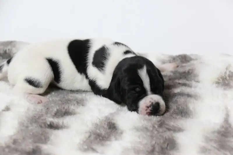 Собаки - Щенки Английского пойнтера - Вся Беларусь - Фото 8 Щенки Английского пойнтера - Вся Беларусь - 230326 - Доска объявлений Kupika.by - Фото 8