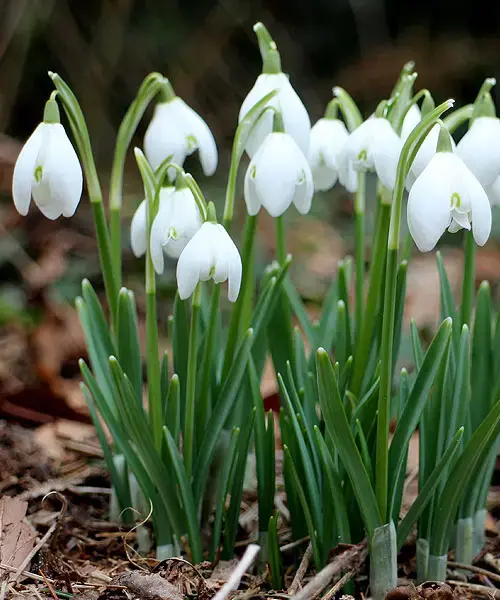 Галантус подснежник