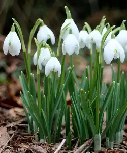 Галантус подснежник