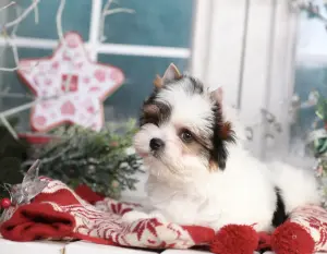 Бивер Йорк девочка