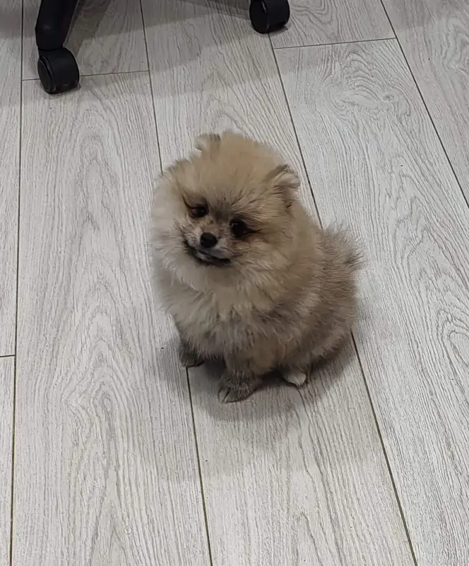 Девочки померанского шпица