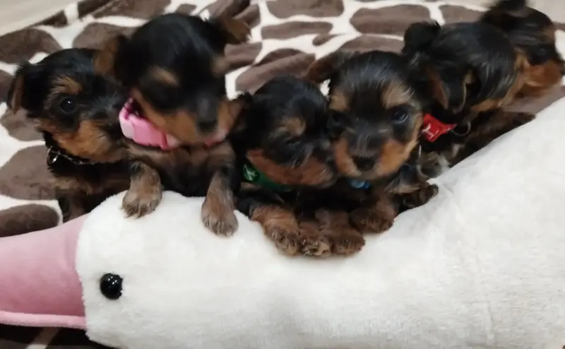 Щенки от правильной вязки