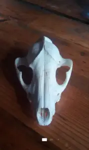 Чей. Черепок...