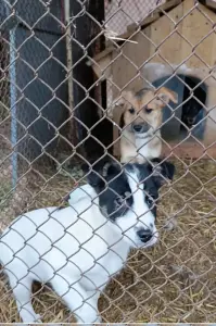 Щенки в поиске домов