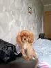 Собаки - Кавалер кинг чарльз спаниель (девочка) - Вся Беларусь - Фото 2 Кавалер кинг чарльз спаниель (девочка) - Вся Беларусь - 229694 - Доска объявлений Kupika.by - Фото 2