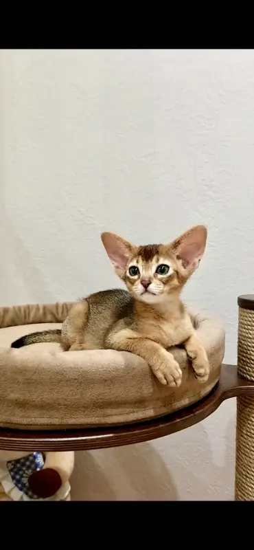 Абиссинский котёнок, девочка - Вся Беларусь - 230650 - Доска объявлений Kupika.by - Фото 2