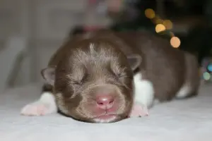 Домашние питомцы