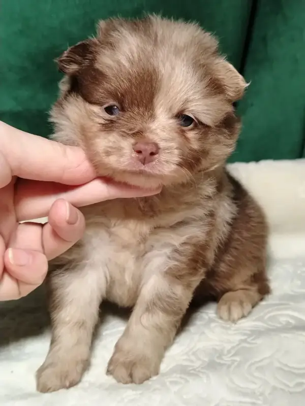 Собаки - Потрясающие щенки померанского шпица: магия окраса мерле! - Вся Беларусь - Фото 2 Потрясающие щенки померанского шпица: магия окраса мерле! - Вся Беларусь - 230368 - Доска объявлений Kupika.by - Фото 2