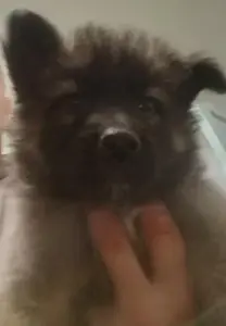 Щенки немецкой овчарки.