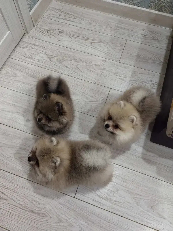 Девочки померанского шпица