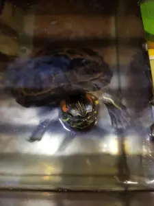 Аквариум 50л и черепаха бесплатно