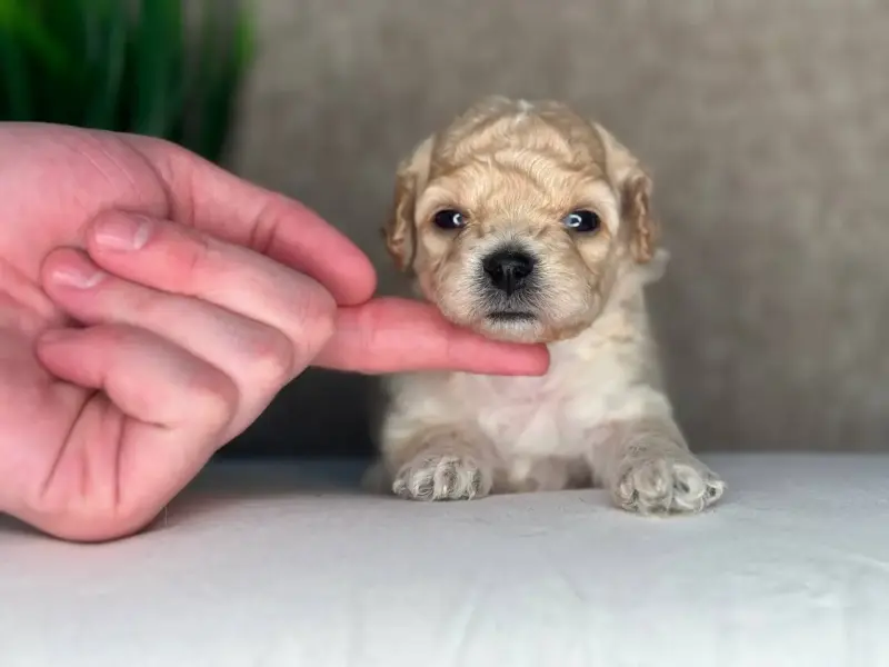 Мальтипу ф1  мини китай