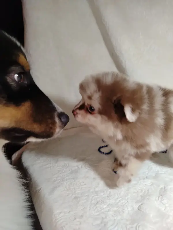 Померанский шпиц окраса мерле с Новогодней скидкой! - Вся Беларусь - 231375 - Доска объявлений Kupika.by - Фото 3