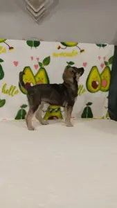 Щенок девочка