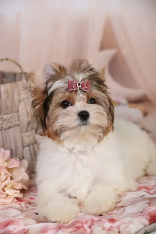 Бивер Йорк девочка