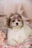 Собаки - Бивер Йорк девочка - Круглое Бивер Йорк девочка - Круглое - 230161 - Доска объявлений Kupika.by