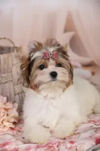 Бивер Йорк девочка