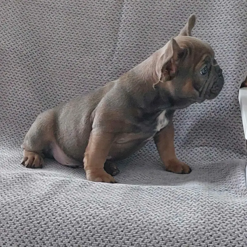 щенок французского бульдога - Вся Беларусь - 230441 - Доска объявлений Kupika.by - Фото 2