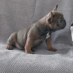 щенок французского бульдога