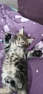 Котенок мейнкун