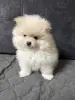 Продам щенка померанского - Вся Беларусь - 230458 - Доска объявлений Kupika.by