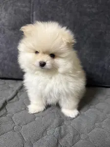 Продам щенка померанского