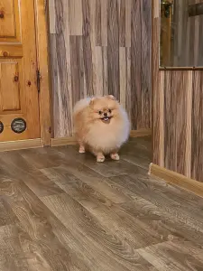 Шпиц шикарный мишка.