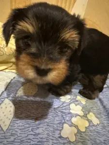 Йоркширский терьер