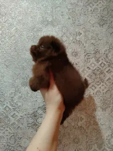 Померанские шпицы мини: шоколадный и мерле.